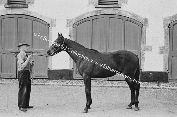 ROCKINGHAM HOUSE   'PANORAMA' COLT